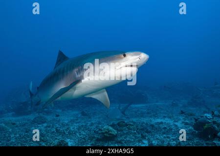 tigerhai, Galeocerdo cuvier, Tahiti, Französisch-Polynesien, Südpazifik Stockfoto