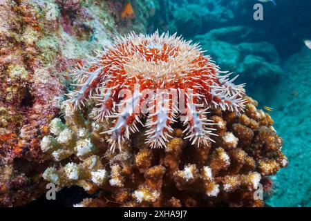 Panamische Dornenkrone Seesterne, Acanthaster ellisii, La Paz, Baja California Sur, Mexiko, Meer von Cortez, Golf von Kalifornien, Pazifik Stockfoto