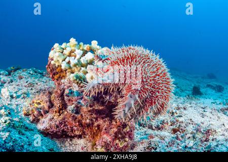 Panamische Dornenkrone Seesterne, Acanthaster ellisii, La Paz, Baja California Sur, Mexiko, Meer von Cortez, Golf von Kalifornien, Pazifik Stockfoto