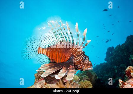 Teufelskerl, Pterois Miles, Felidhu Atoll, Indischer Ozean, Malediven Stockfoto