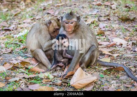 Krabbenfressende Makaken, Langschwanzmakaken, Macaca fascicularis, Grooming, Angkor Thom, Siem Reap, Kambodscha Stockfoto