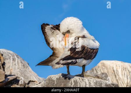 Nazca Booby, Sula granti, Erwachsener, Preening Punta Suarez, Isla Espanola, Galapagosinseln, Ecuador Stockfoto