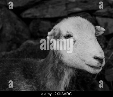 Ein Schwarzweißfoto eines wunderschönen Herdwicks-Lammes, aufgenommen im Seengebiet cumbria. Stockfoto