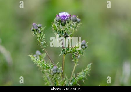 Ein Nahaufnahme-Imager einer Disteldistel mit violetten Blüten vor einem Hintergrund mit geringer Tiefe des Feldes Stockfoto