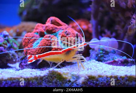 Lysmata amboinensis - eine der beliebtesten Meeresgarnelen in Heimaquarien Stockfoto