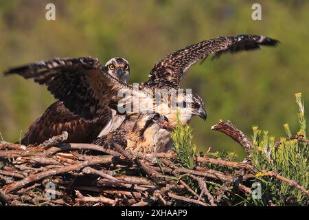 Familie Osprey ins Nest, Quebec, Kanada Stockfoto