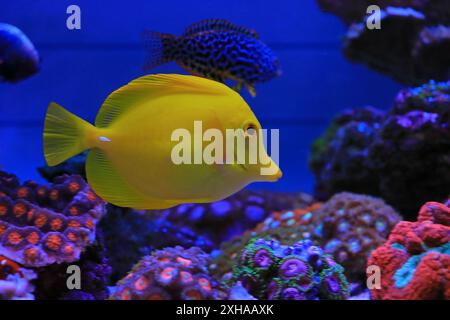 Hawaiian Yellow Tang – Zebrasoma flavescens Stockfoto