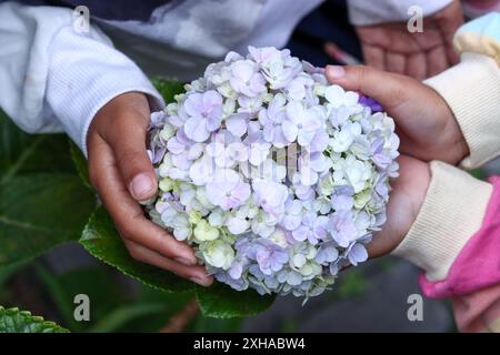 Hände halten Hortensie-Blüten, schöne blaue, weiße, lila Blüten. Stockfoto