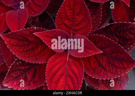 Rotes Blatt, Solenostemon rothaarig oder roter coleus, hat rotes Blatt und eignet sich gut für die Dekoration im Freien. Stockfoto