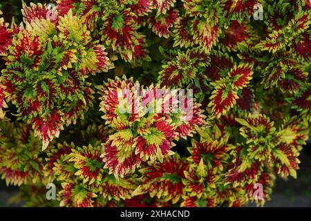 Gelb, rot, grün. Bunte Blätter. Coleus ist ein Mitglied der Minzfamilie Lamiaceae. Wie andere Mitglieder der Mint-Familie. Stockfoto