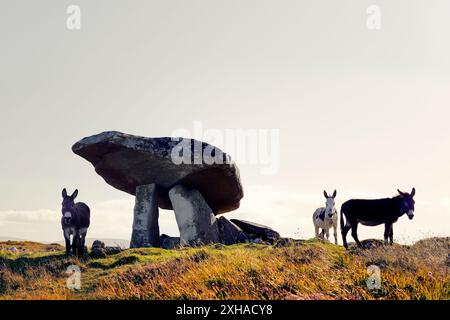 Kilclooney prähistorische Großsteingräber portal Grab Grabstätte aka Kilclooney Dolmen. Ardara, Donegal, Irland. Esel neben massiven capstone Eingang Stockfoto