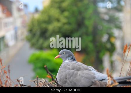 Tauben verschachteln. Ansicht einer Taube, die auf einer Fensterbank nistet. Das Leben der Raubvögel in der Stadt Stockfoto