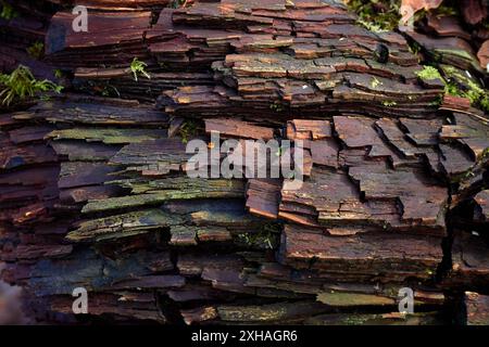 Nahaufnahme von Baumrinde. Stockfoto