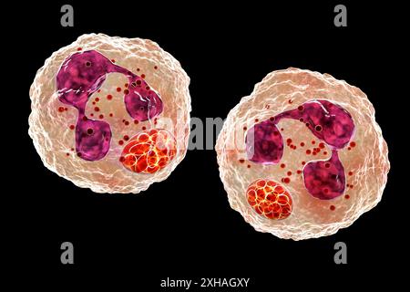 Abbildung: Anaplasma sp. Bakterien, die neutrophile Granulozyten infizieren. Anaplasma phagocytophilum verursacht eine humane granulozytäre Anaplasmose, die von der Schwarzbeinzecke und der Schafzecke übertragen wird. Stockfoto