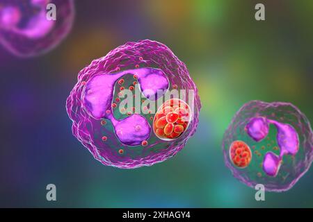 Abbildung: Anaplasma sp. Bakterien, die neutrophile Granulozyten infizieren. Anaplasma phagocytophilum verursacht eine humane granulozytäre Anaplasmose, die von der Schwarzbeinzecke und der Schafzecke übertragen wird. Stockfoto