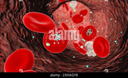 Erythrozyteninteraktion mit plastischen Mikropartikeln im Blut. Computerdarstellung, die die Bewegung und Ablagerung der Partikel nach dem Eintritt in den Blutkreislauf durch Einnahme, Inhalation oder Absorption zeigt. Stockfoto