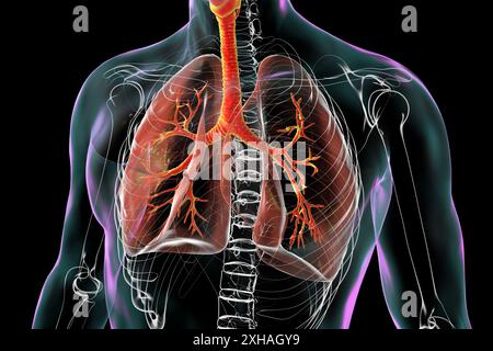 Darstellung der Anatomie des menschlichen Atmungssystems mit Lunge, Bronchien, Luftröhre und Kehlkopf. Stockfoto