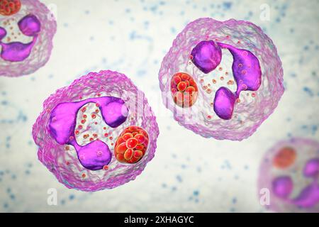 Abbildung: Anaplasma sp. Bakterien, die neutrophile Granulozyten infizieren. Anaplasma phagocytophilum verursacht eine humane granulozytäre Anaplasmose, die von der Schwarzbeinzecke und der Schafzecke übertragen wird. Stockfoto