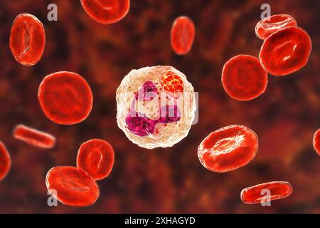 Abbildung: Anaplasma sp. Bakterien, die neutrophile Granulozyten infizieren. Anaplasma phagocytophilum verursacht eine humane granulozytäre Anaplasmose, die von der Schwarzbeinzecke und der Schafzecke übertragen wird. Stockfoto