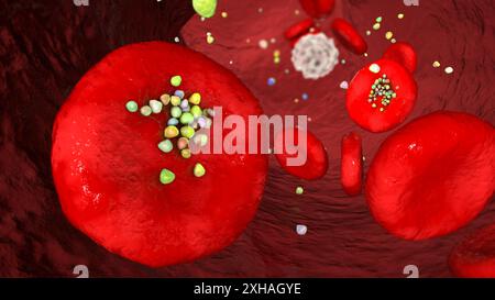 Erythrozyteninteraktion mit plastischen Mikropartikeln im Blut. Computerdarstellung, die die Bewegung und Ablagerung der Partikel nach dem Eintritt in den Blutkreislauf durch Einnahme, Inhalation oder Absorption zeigt. Stockfoto