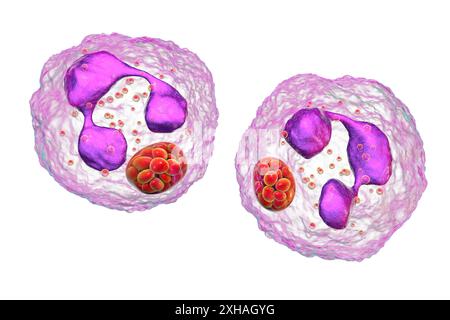 Abbildung: Anaplasma sp. Bakterien, die neutrophile Granulozyten infizieren. Anaplasma phagocytophilum verursacht eine humane granulozytäre Anaplasmose, die von der Schwarzbeinzecke und der Schafzecke übertragen wird. Stockfoto