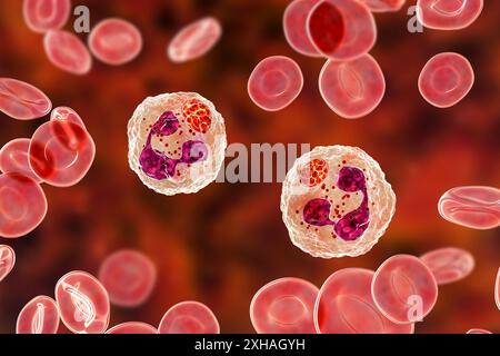 Abbildung: Anaplasma sp. Bakterien, die neutrophile Granulozyten infizieren. Anaplasma phagocytophilum verursacht eine humane granulozytäre Anaplasmose, die von der Schwarzbeinzecke und der Schafzecke übertragen wird. Stockfoto