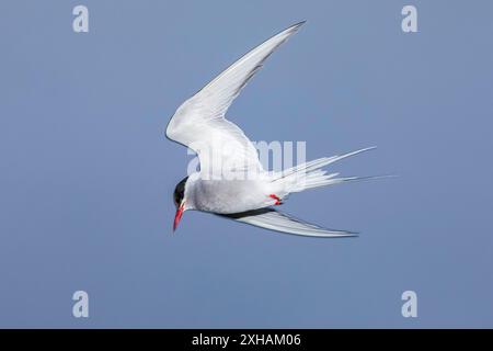 Polarseeschwalbe, Sterna paradisaea, im Flug auf der Insel Grimsey, Island Stockfoto