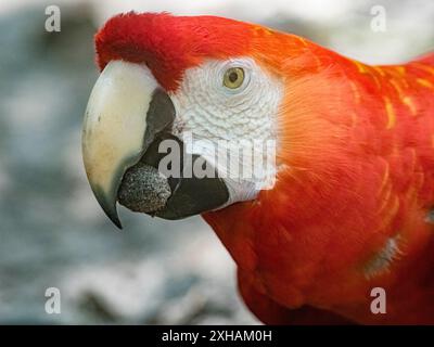 Scharlach Ara, Ara macao, Amazon Rescue Center, Iquitos, Peru Stockfoto