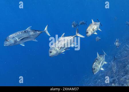 Eine Schule von Ulua, Riesen, Caranx ignobilis, Siaba Kecil Island, Komodo Nationalpark, Flores Meer, Indonesien, Indopazifik Stockfoto