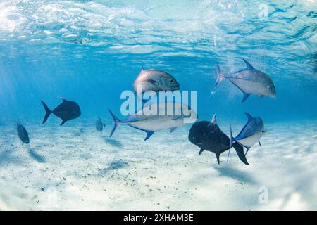 Riesen Trevally, Caranx ignobilis, Roten Trevally, Caranx melampygus, One Foot Island, Aitutaki, Cook-Inseln, Südpazifik Stockfoto