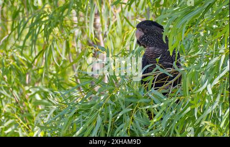 Weiblicher schwarzer Rotschwanzkakatoo (Calyptorhynchus banksii) im Schatten eines Eukalyptusbaums, Georgetown, Queensland, Australien Stockfoto