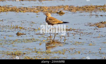 Australische Pratincole (Stiltia isabella), die nicht brütend ist und in der Nachmittagssonne im Flachwassersumpf steht, Normanton, Queensland, Australien Stockfoto