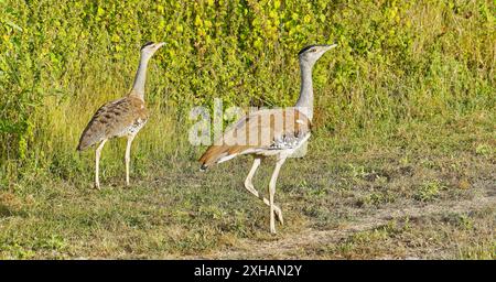 Ein männliches und weibliches Paar australischer Trappenvögel (Ardeotis australis), die in Queensland, Australien, auf langem Gras in der Sonne spazieren Stockfoto