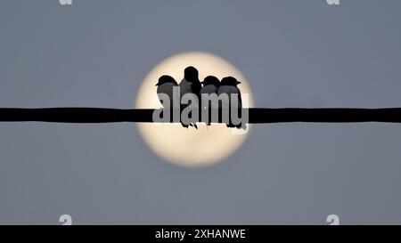 Eine Gruppe von Weißbrust-Holzschwalben (Artamus leucorynchus), die sich nachts mit Mond auf einem Stromkabel in Burketown, Queensland, Australien, niedergelassen haben Stockfoto