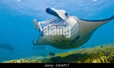 Riff Mantarochen, Mobula alfredi, wird von Rifffischen an der Reinigungsstation gereinigt, Yap, Mikronesien, Pazifik Stockfoto