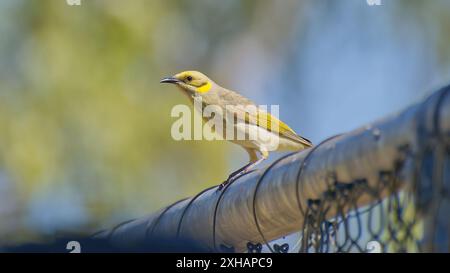 Graue Honeyeater (Ptilotula plumula) auf Zyklon-Drahtzaunpfahl mit Bokeh-Hintergrund im nördlichen Queensland, Australien Stockfoto
