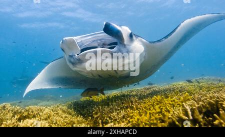 Riff Mantarochen, Mobula alfredi, wird von Rifffischen an der Reinigungsstation gereinigt, Yap, Mikronesien, Pazifik Stockfoto