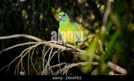 Bunter australischer Ringhals (Barnardius zonarius subspecies macgillivrayi) Papagei, der in einem Baum in Cloncurry, Queensland, Australien thront Stockfoto