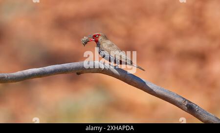 Ein gemalter finch (Emblema pictum) mit Nestmaterial im Schnabel, der auf einem Zweig in heißer Sonne thront, Mount Isa Queensland, Australien Stockfoto