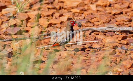 Ein gemalter finch (Emblema pictum) mit Nistmaterial in seinem Becher in heißer Sonne in der roten Gibber-Felsenwüste, Mount Isa Queensland, Australien Stockfoto