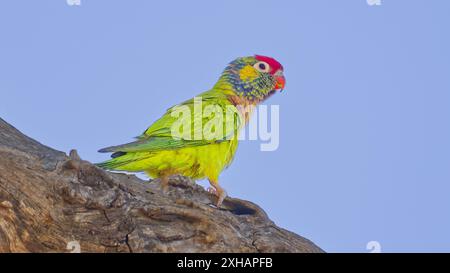 Buntes, abwechslungsreiches Lorikeet (Psitteuteles versicolor), das in einer Eukalyptusbaumrinde am Mount Isa, Queensland, Australien, präpariert ist Stockfoto