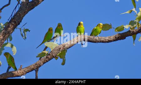 Eine Gruppe Wellensittiger (Melopsittacus undulatus), die in einem kargen Baum vor blauem Himmel in der Sonne in der Nähe von Mount Isa, Queensland, Australien, thront Stockfoto