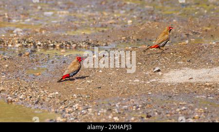 Ein Paar erwachsener malfinken (Emblema pictum) auf einer heißen Straße bei Sonnenschein mit Wasserbecken am Mount Isa Queensland, Australien Stockfoto