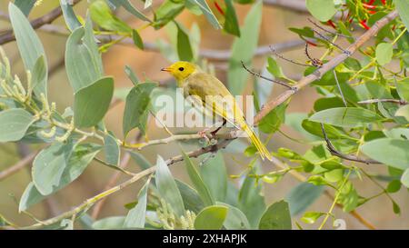 Weißgefiederte Honeyeater (Ptilotula penicillata), die in einer Akazienbäume mit grünen Blättern am Mount Isa Queensland, Australien, thront Stockfoto