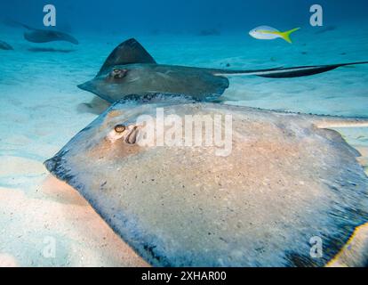 Südlicher Stachelrochen, Dasyatis americana, Stingray City, Grand Cayman, Cayman Islands, Karibisches Meer, Atlatnisches Meer Stockfoto