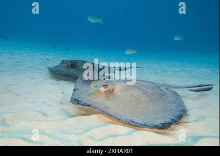 Südlicher Stachelrochen, Dasyatis americana, Stingray City, Grand Cayman, Cayman Islands, Karibisches Meer, Atlatnisches Meer Stockfoto