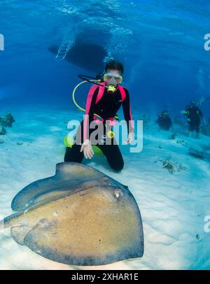 Südlicher Stachelrochen, Dasyatis americana, Stingray City, Grand Cayman, Cayman Islands, Karibisches Meer, Atlatnisches Meer Stockfoto