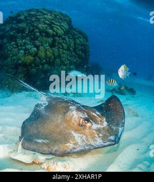 Südlicher Stachelrochen, Dasyatis americana, Stingray City, Grand Cayman, Cayman Islands, Karibisches Meer, Atlatnisches Meer Stockfoto