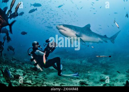 tigerhai, Galeocerdo cuvier, Fidschi, Südpazifik Stockfoto