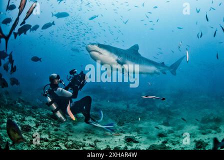 tigerhai, Galeocerdo cuvier, Fidschi, Südpazifik Stockfoto